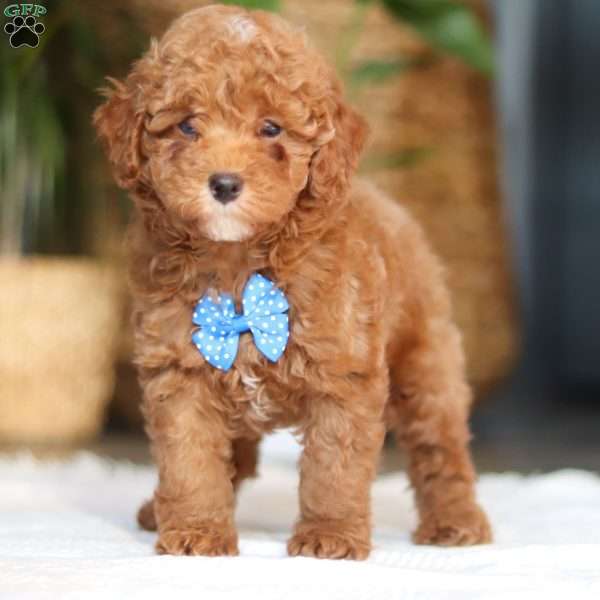 Bean, Miniature Poodle Puppy